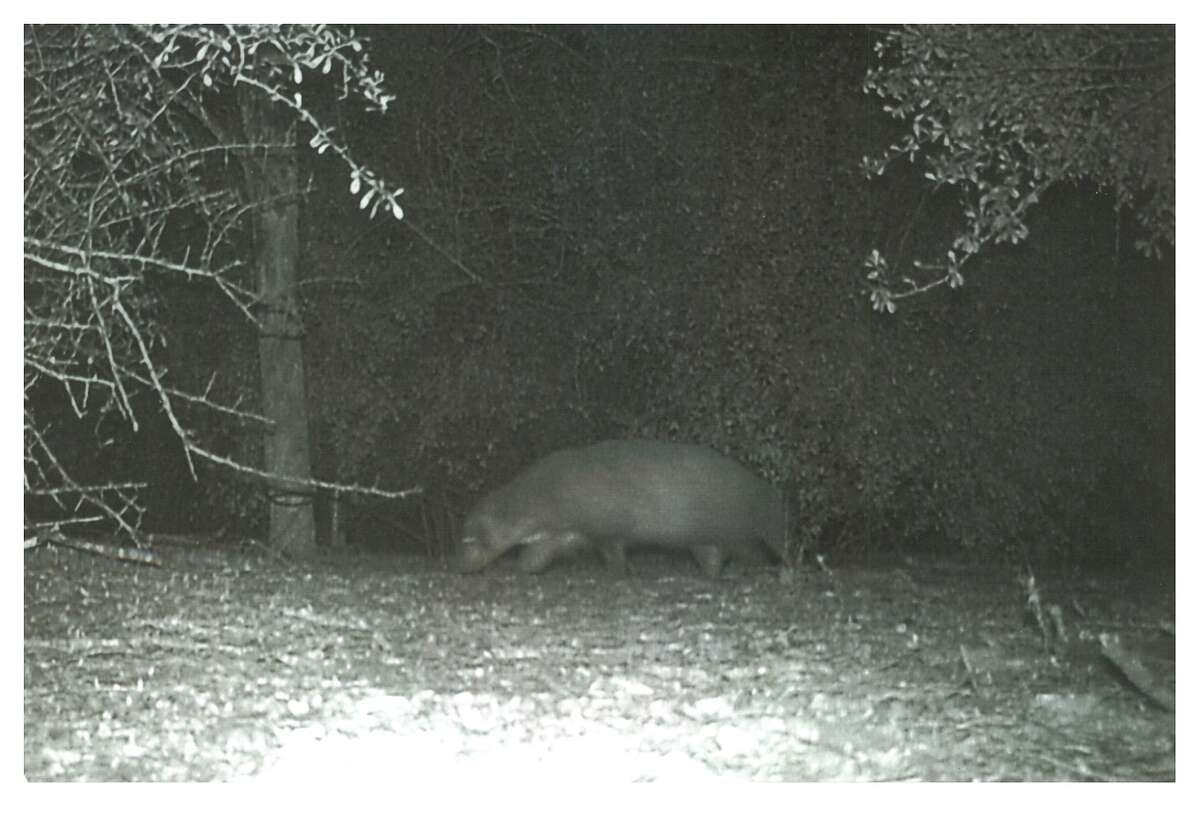 Officials at the Bentsen-Rio Grande Valley State Park said they were left scratching their heads when they spotted this mysterious creature on a trail camera. 