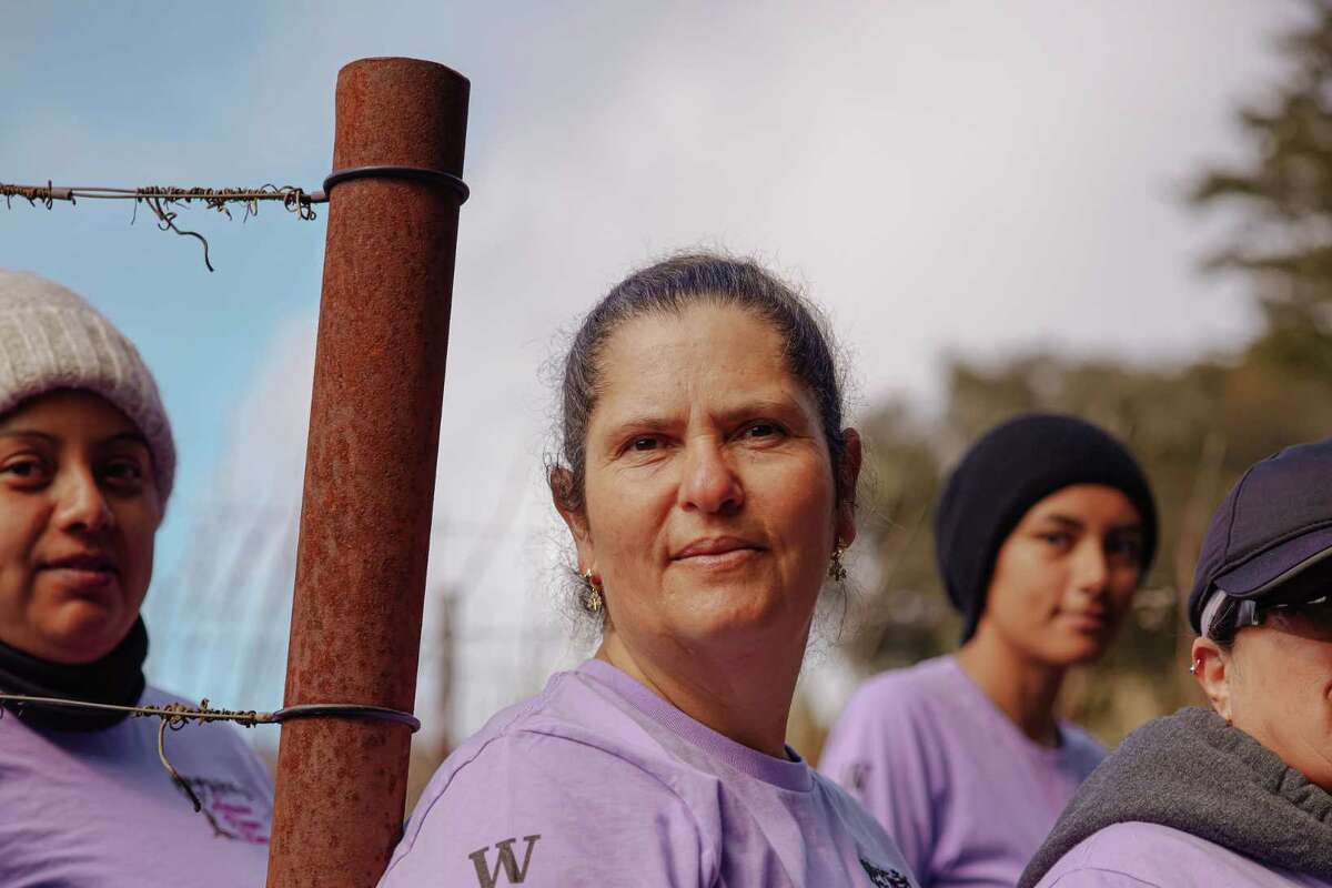 Wendling Vineyard in Anderson Valley has a rare, allfemale crew