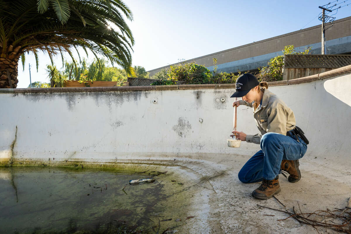 一名技术人员正在检查一个被忽视的游泳池是否有蚊子卵的迹象。