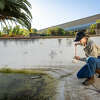 A technician checks a neglected swimming pool for signs of a mosquito infestation.