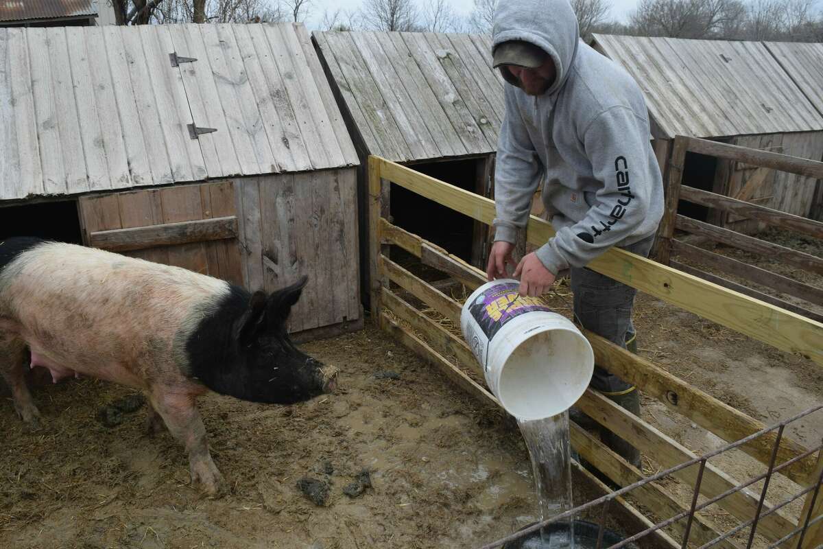 How Spencer Farms raises its pigs