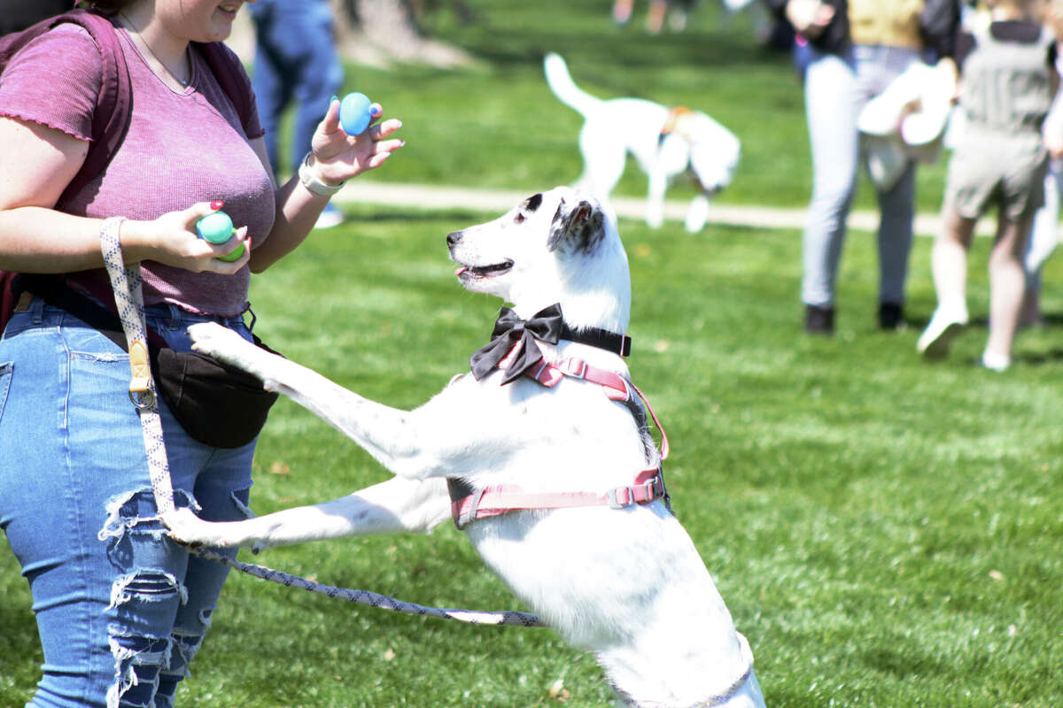 PHOTOS Dogs hunt for Easter goodies at Paws in the Park