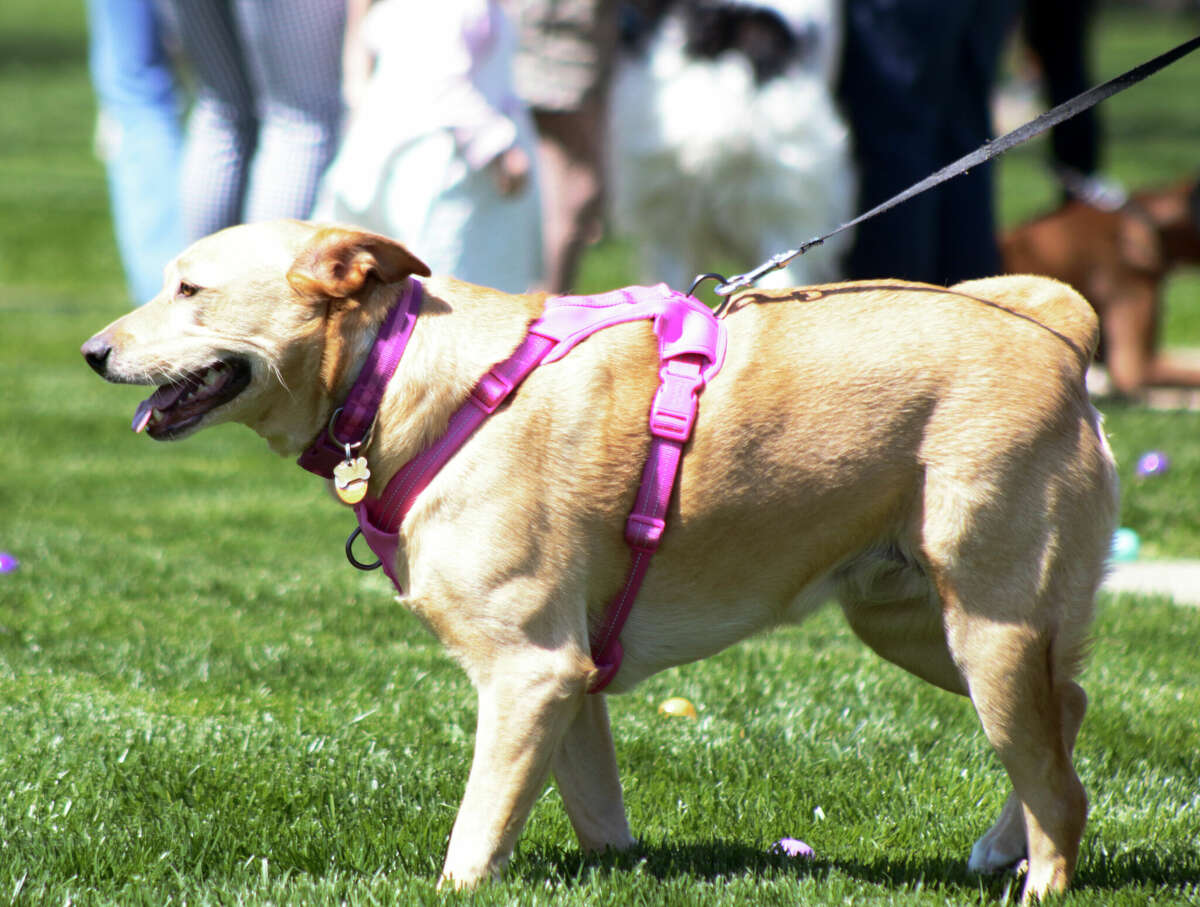 PHOTOS Dogs hunt for Easter goodies at Paws in the Park