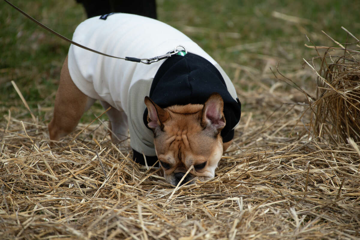 Dogs go crazy for Easter eggs
