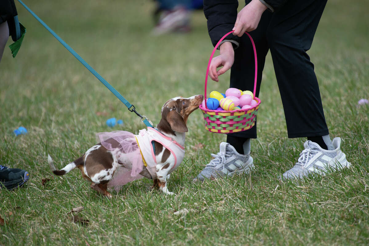 Dog easter store egg hunt 2019