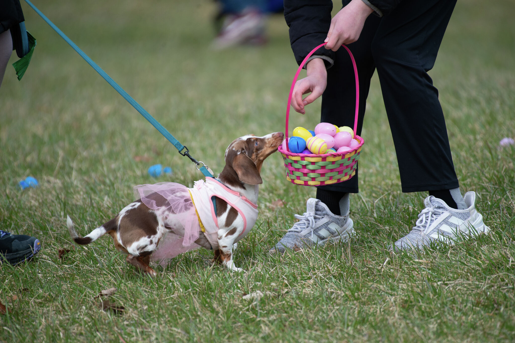 Dogs go crazy for Easter eggs