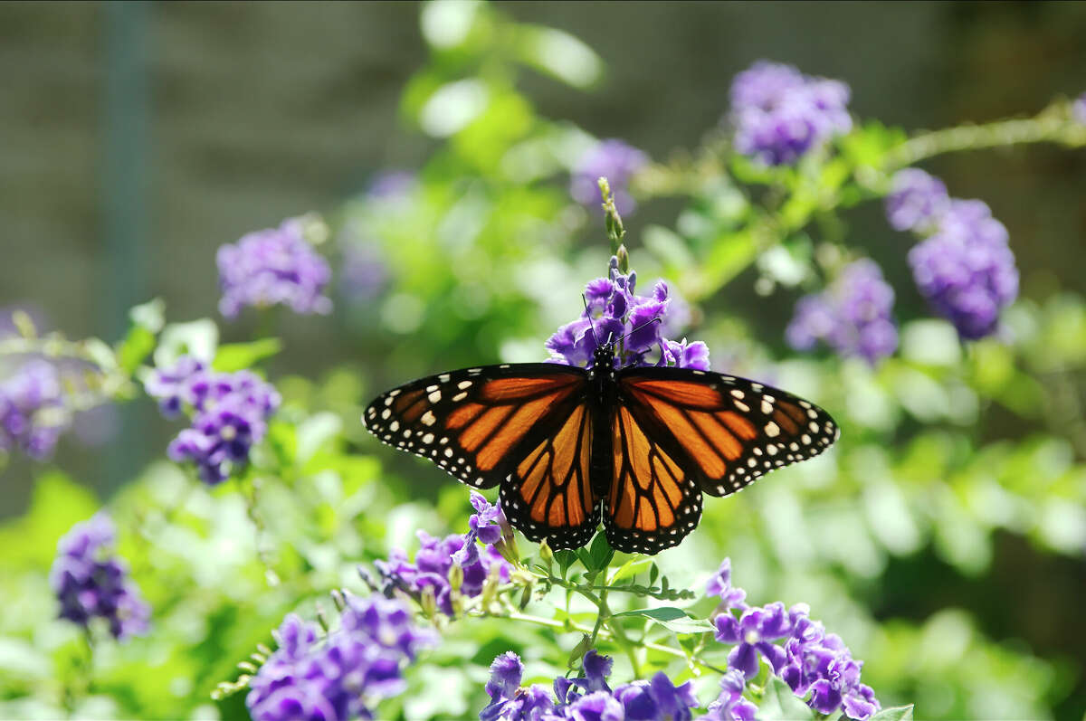 USGS seeks dead Texas butterflies, moths to study population declines