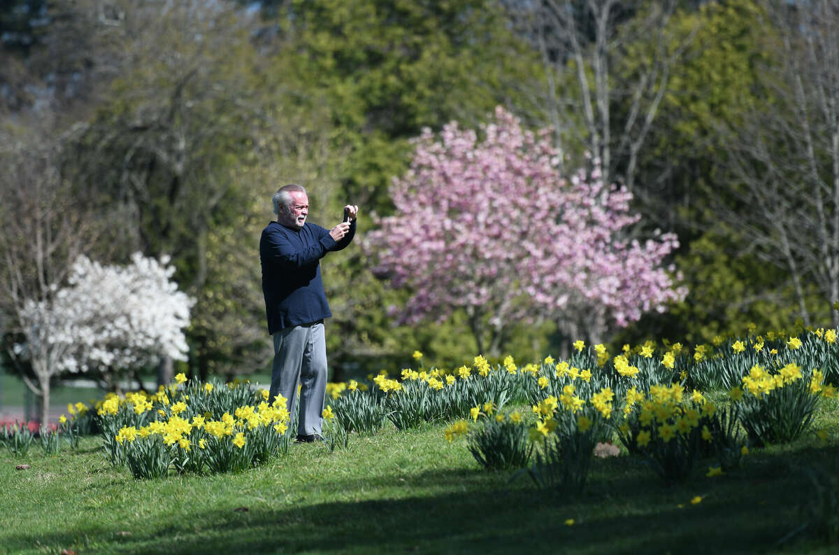 In Photos Daffodils brighten up Greenwich fields