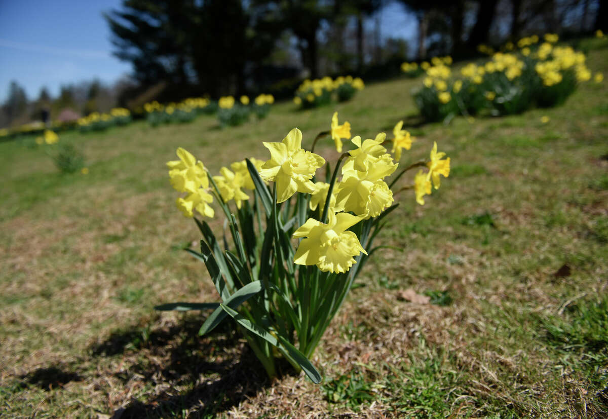 In Photos Daffodils brighten up Greenwich fields