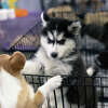 Seven abounded husky puppies were dropped off at a fire station outside Houston on Easter morning. 