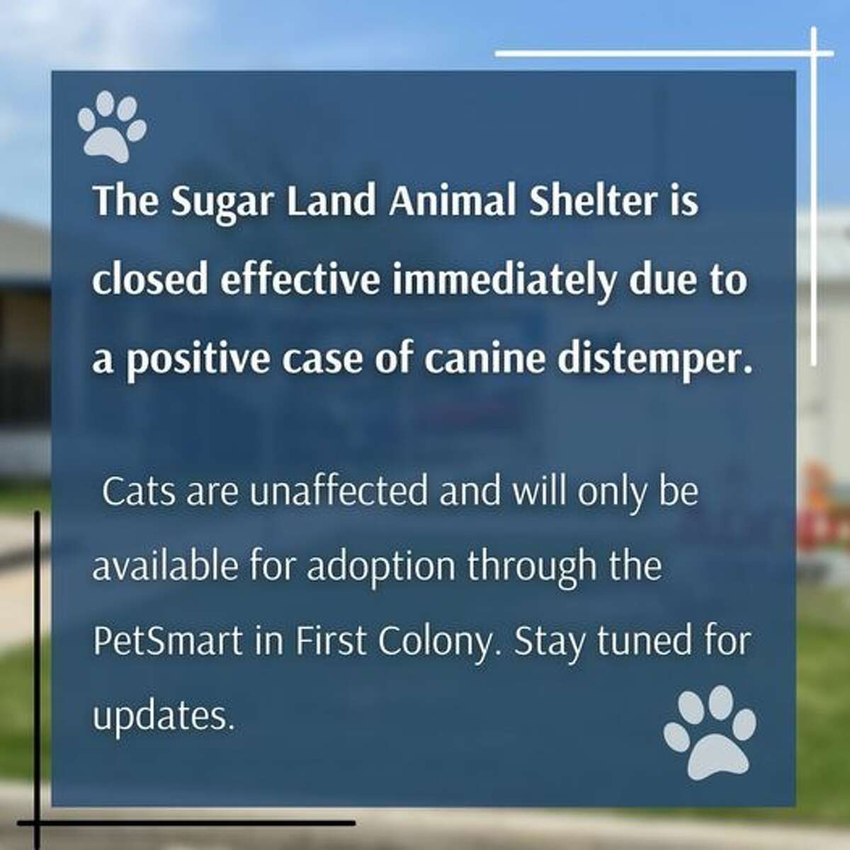 Contagious dog disease forces Sugar Land Animal Shelter's closure