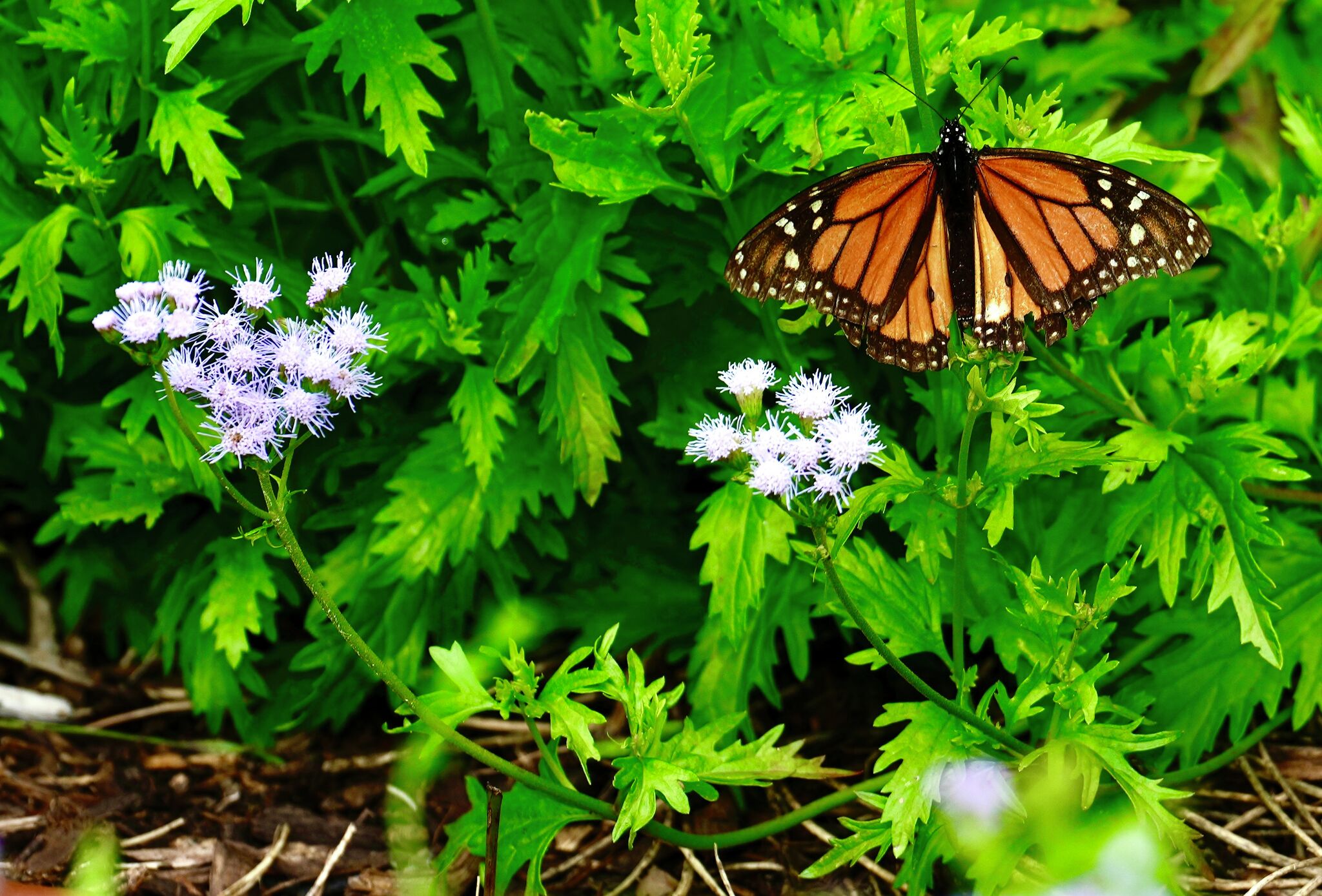 A tense online debate: raising monarch butterflies at home – Texas Butterfly  Ranch