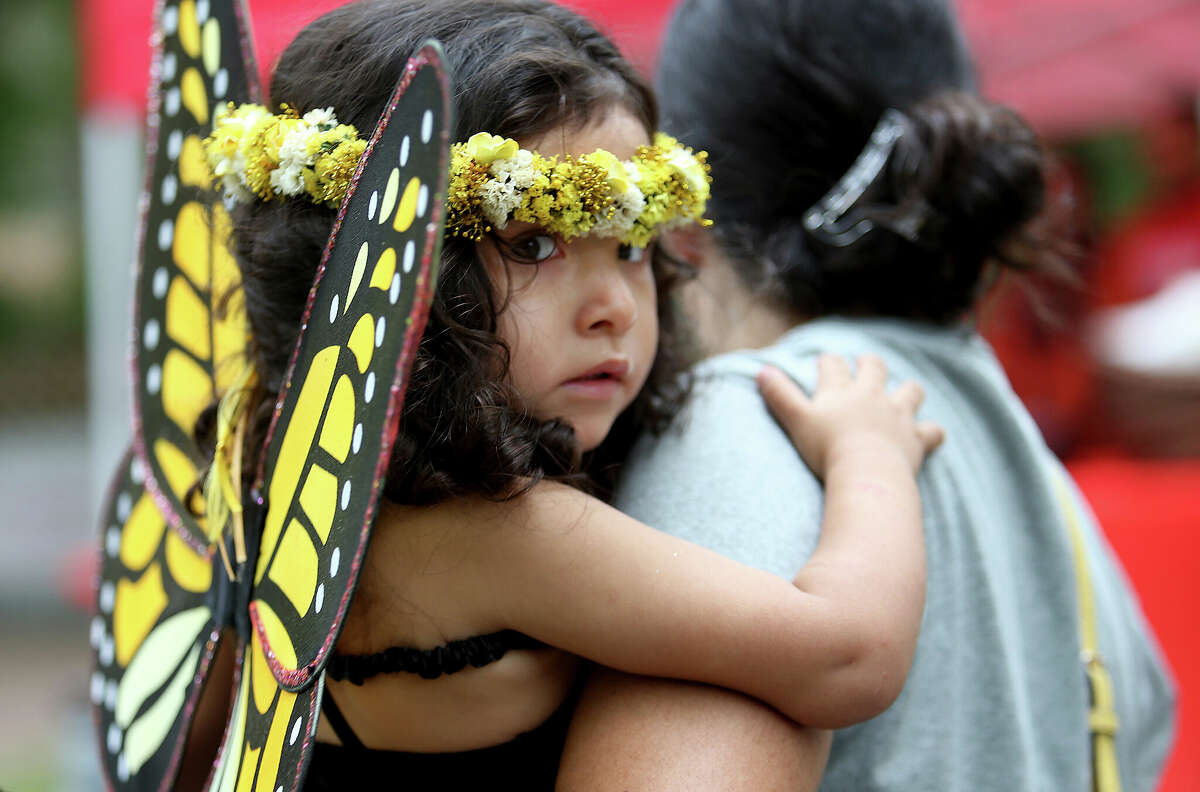 Texas Monarch butterfly Population drops before spring migration