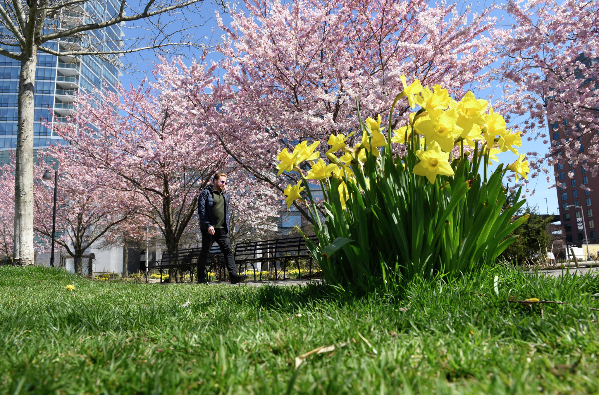 In Photos Stamford springs into flower season