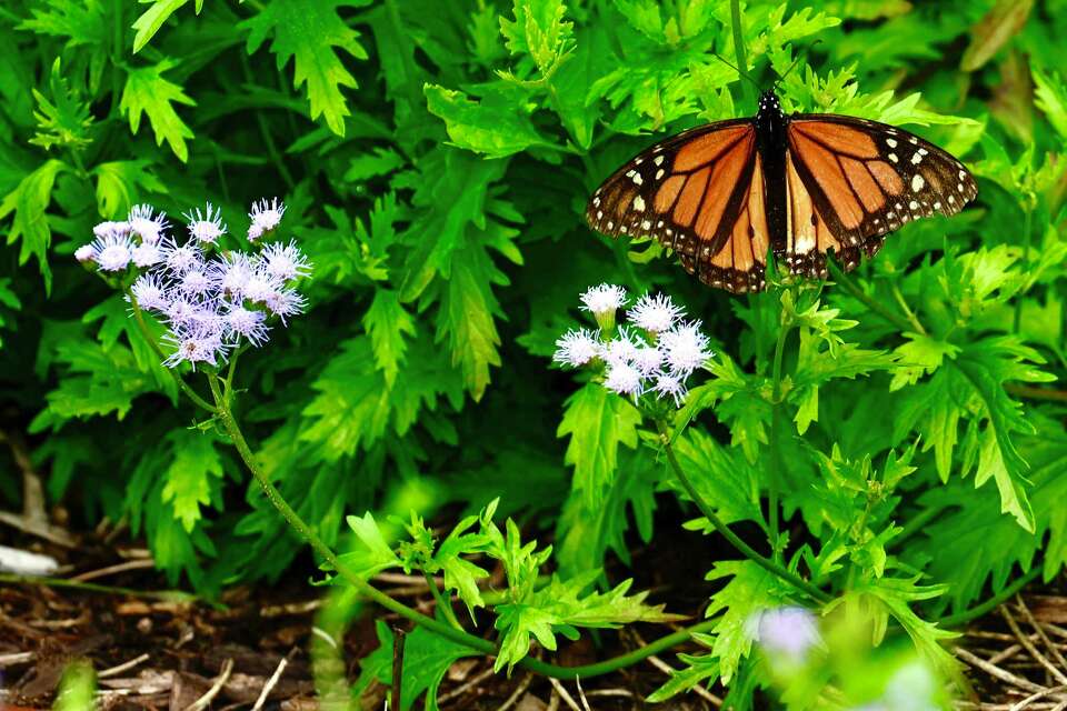 Houston Botanic Garden: What to know about exhibits, tickets