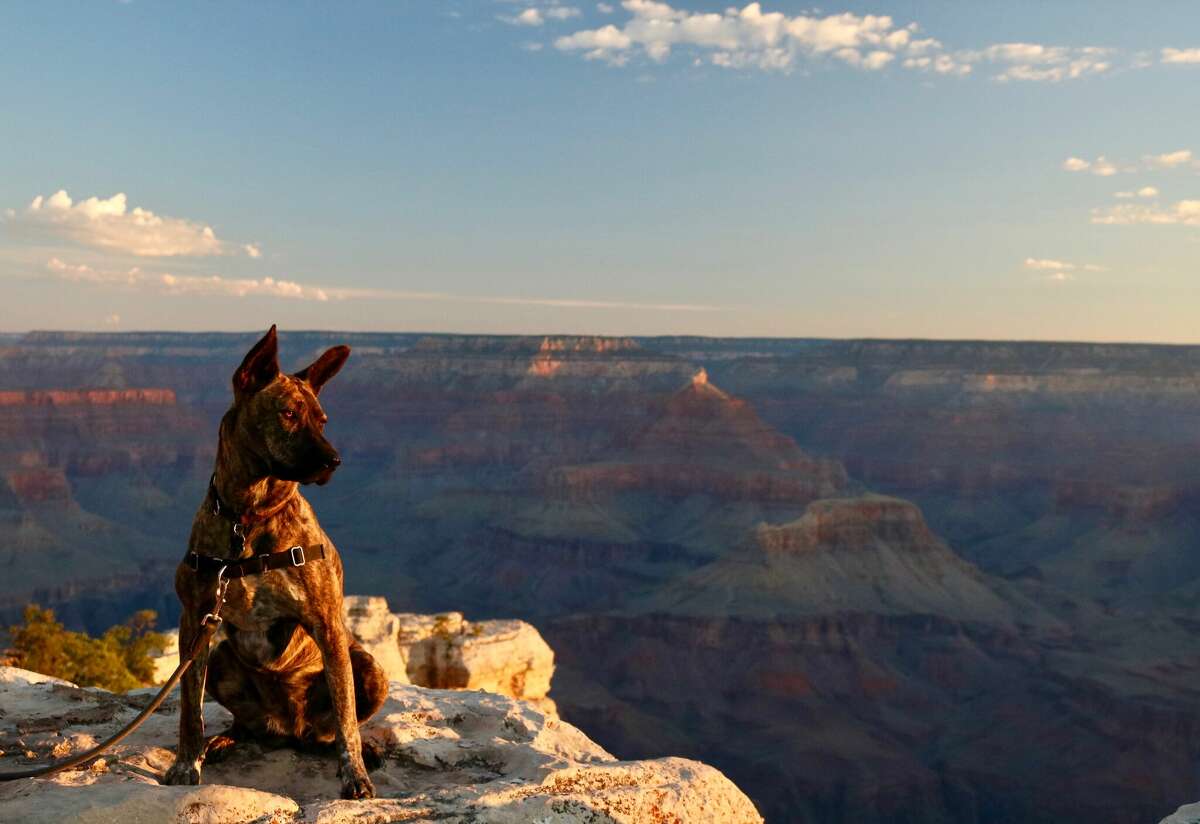 Brindle Shepherd Dog looks out over the Grand Canyon during Sunrise.