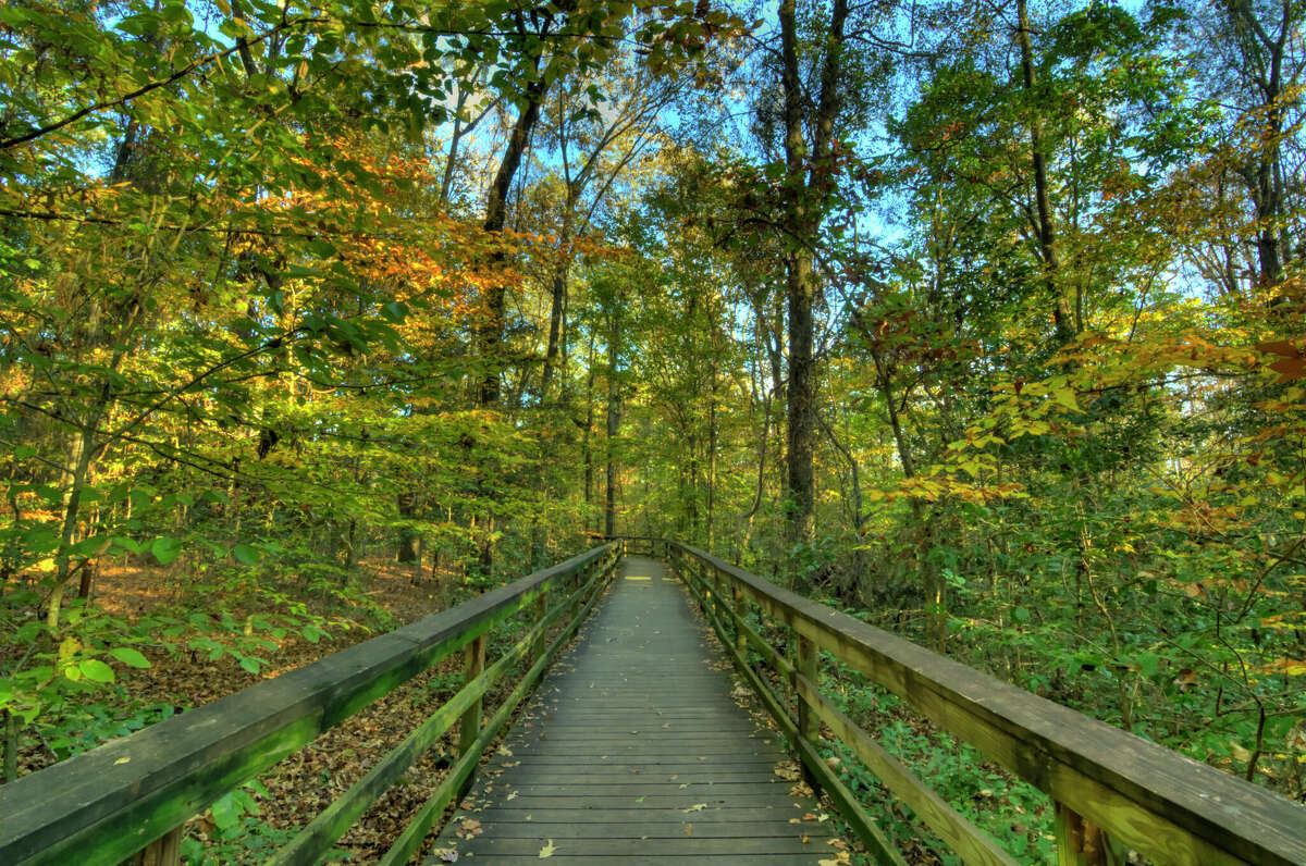 Boardwalk at Congareee national forest near Columbia, South Carolina in the Autumn afternoon