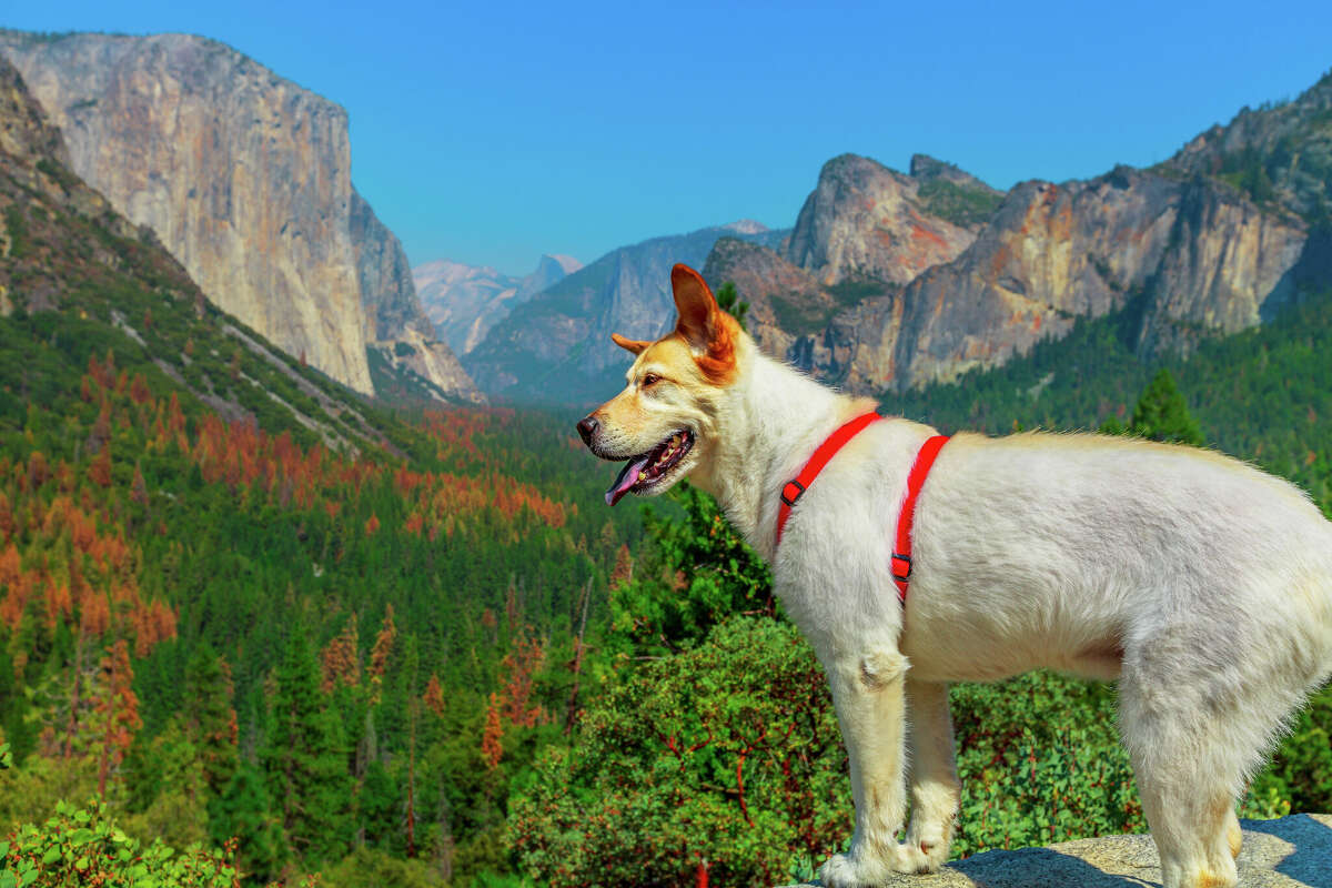 A dog stands in front of El Capitan Tunnel View overlook in Yosemite National Park, California.