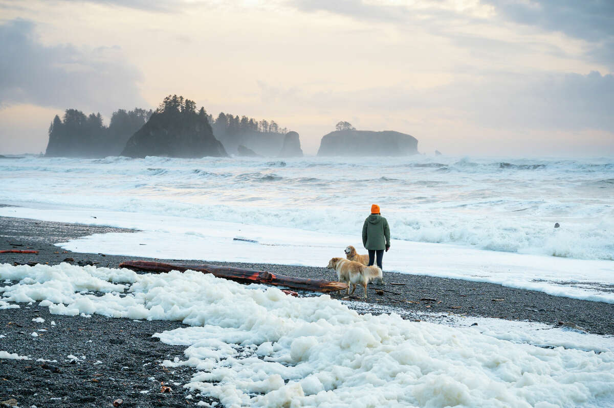 A woman plays fetch with dogs along the Olympic coast.