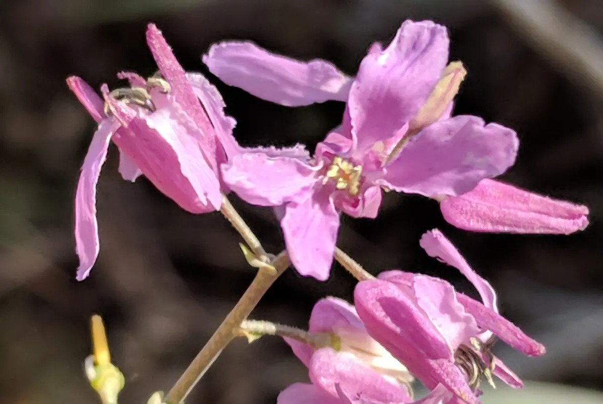 A rare TX wildflower gets protection under Endangered Species Act