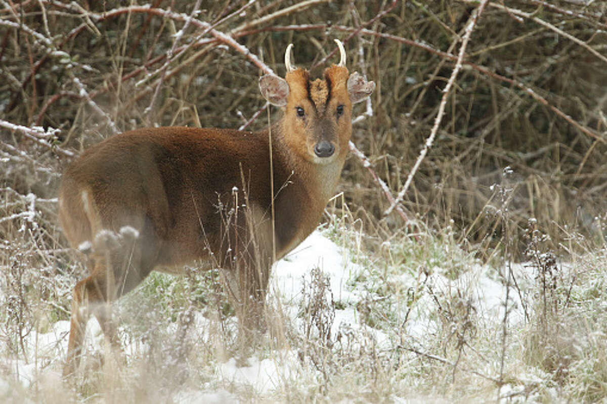 A buck muntjac deer, feeding in a field at the edge of woodland on a winters day.