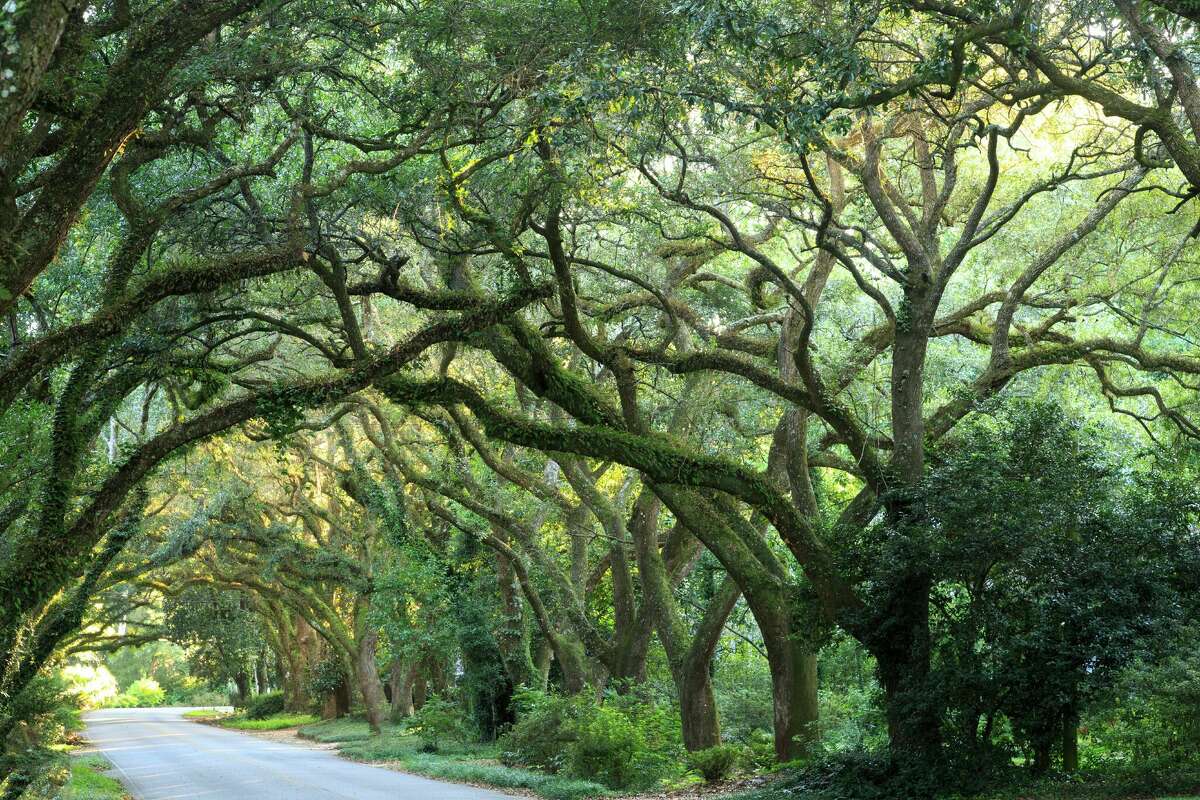 7 trees best for Texas homeowners