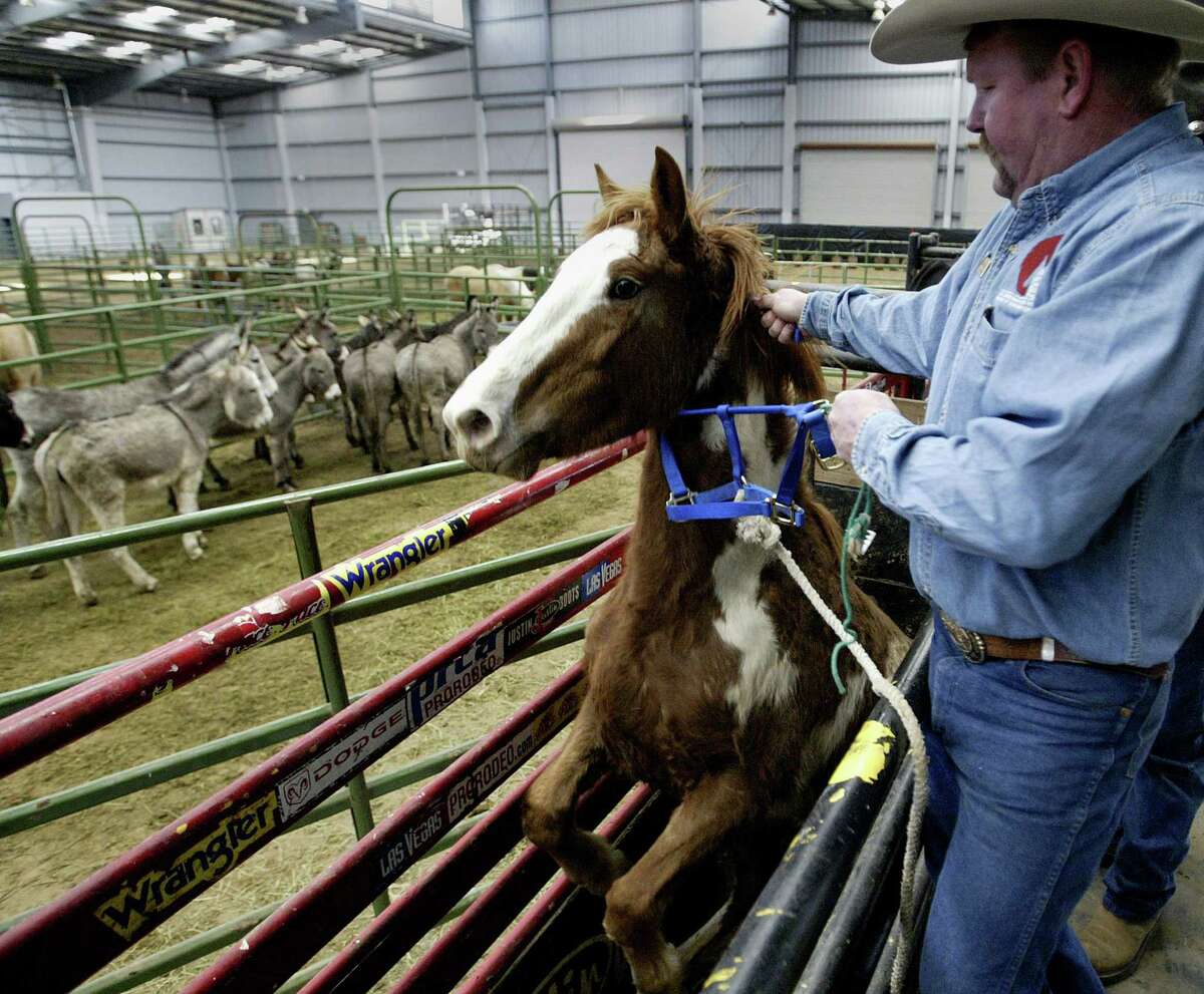 BLM wild horse, burro adoption event happening in Willis