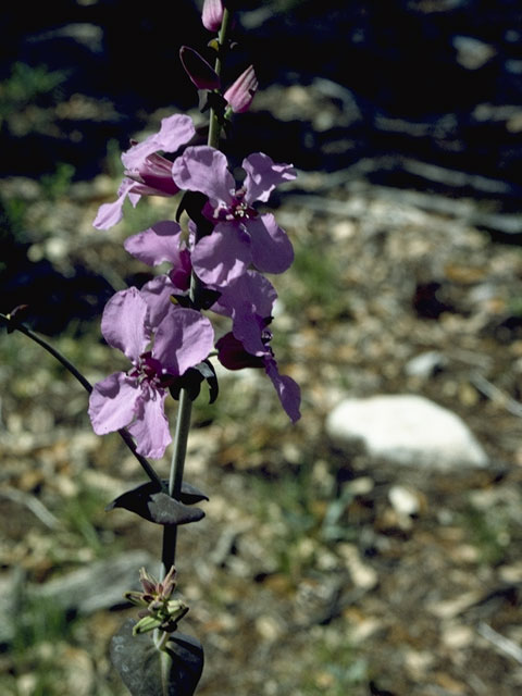 Feds move to protect rare wildflower that lives only in Texas - Vimarsana News