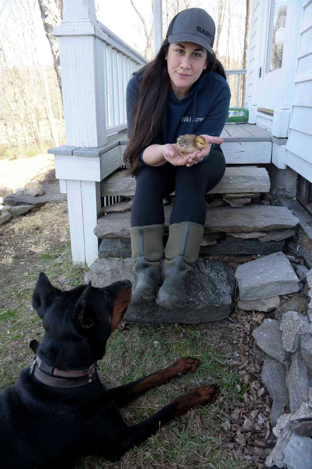 CT residents flock to backyard chickens for more sustainable eggs