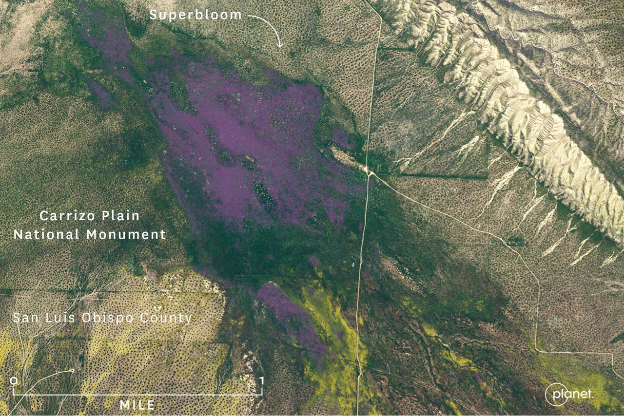 Satellite Images Show California’s Huge Super Blooms