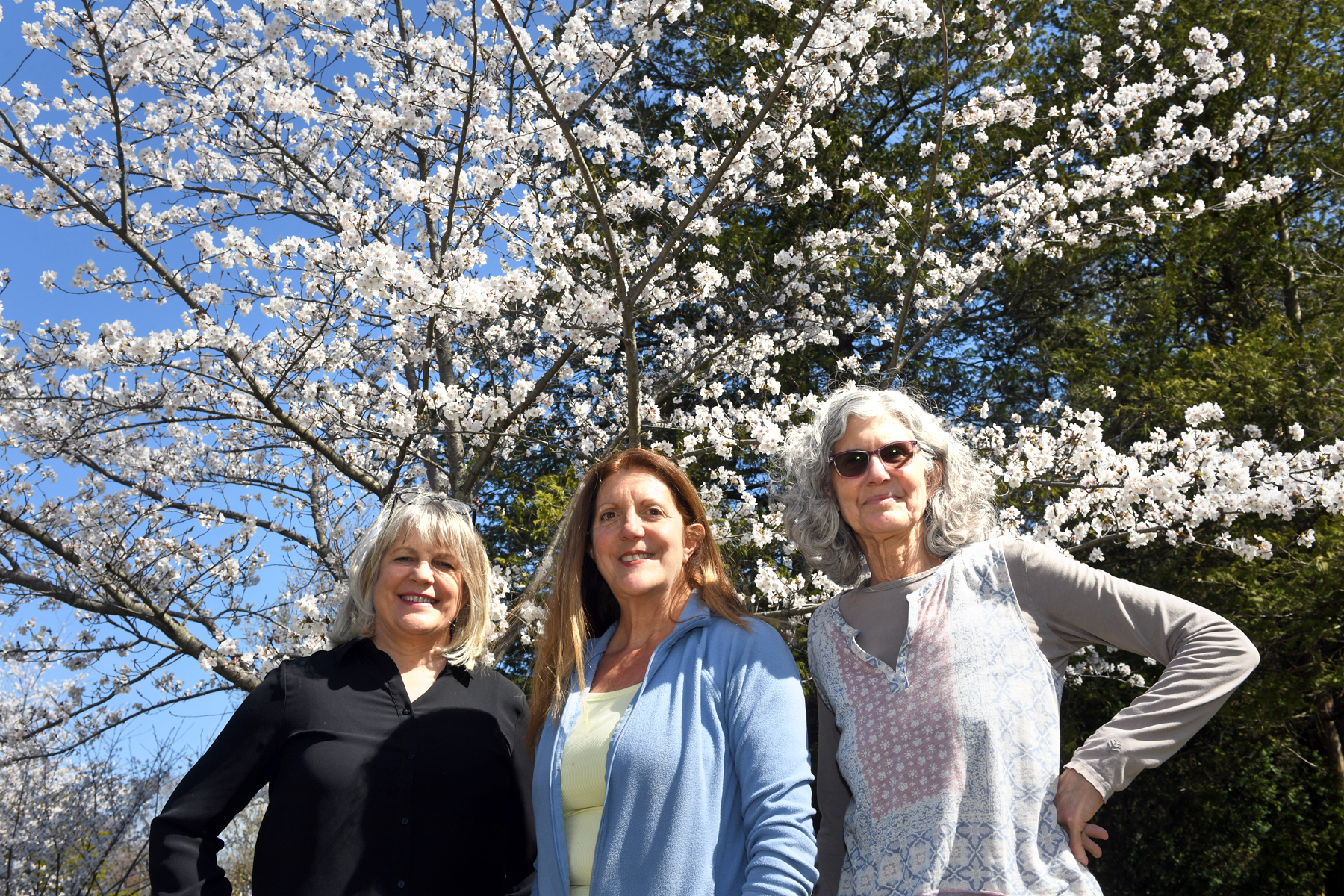 Going green: Trumbull to begin tree planting project - Vimarsana News