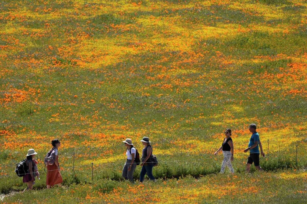 周一，在兰开斯特的羚羊谷加利福尼亚罂粟保护区，游客们走在鲜花盛开的小路上。专家称，今年春天，在加州创纪录的冬季降雨之后，过敏患者可能会出现更严重、更持久的症状。