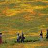 2023年4月10日，星期一，在加州兰开斯特的羚羊谷加州罂粟保护区，游客走在盛开的鲜花中。(美联社图片/Marcio Jose Sanchez)