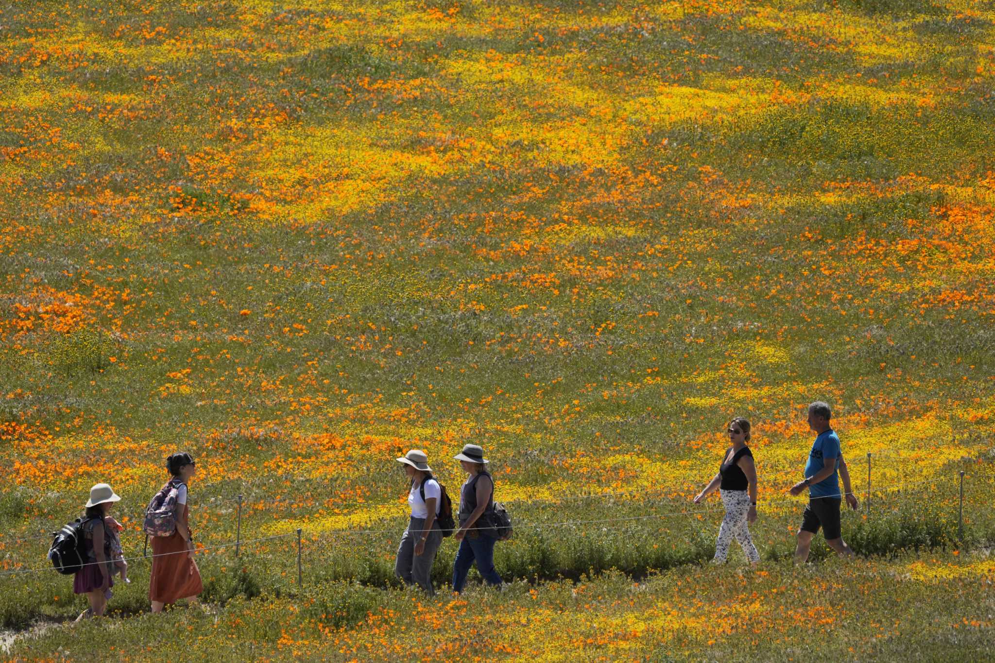 Bay Area allergy season could be severe due to historic rainfall