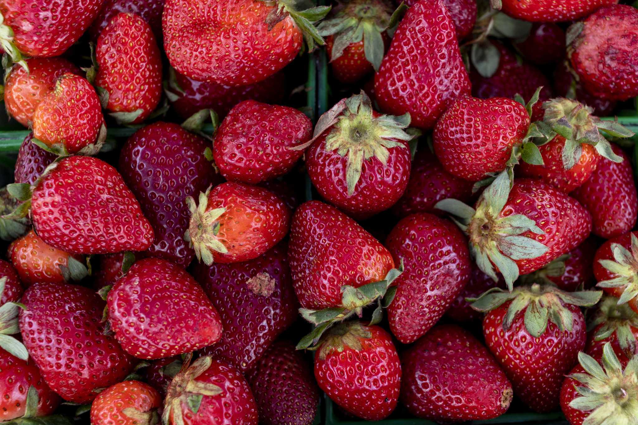 Things to do this weekend in San Antonio Strawberry festival, ‘Chicago