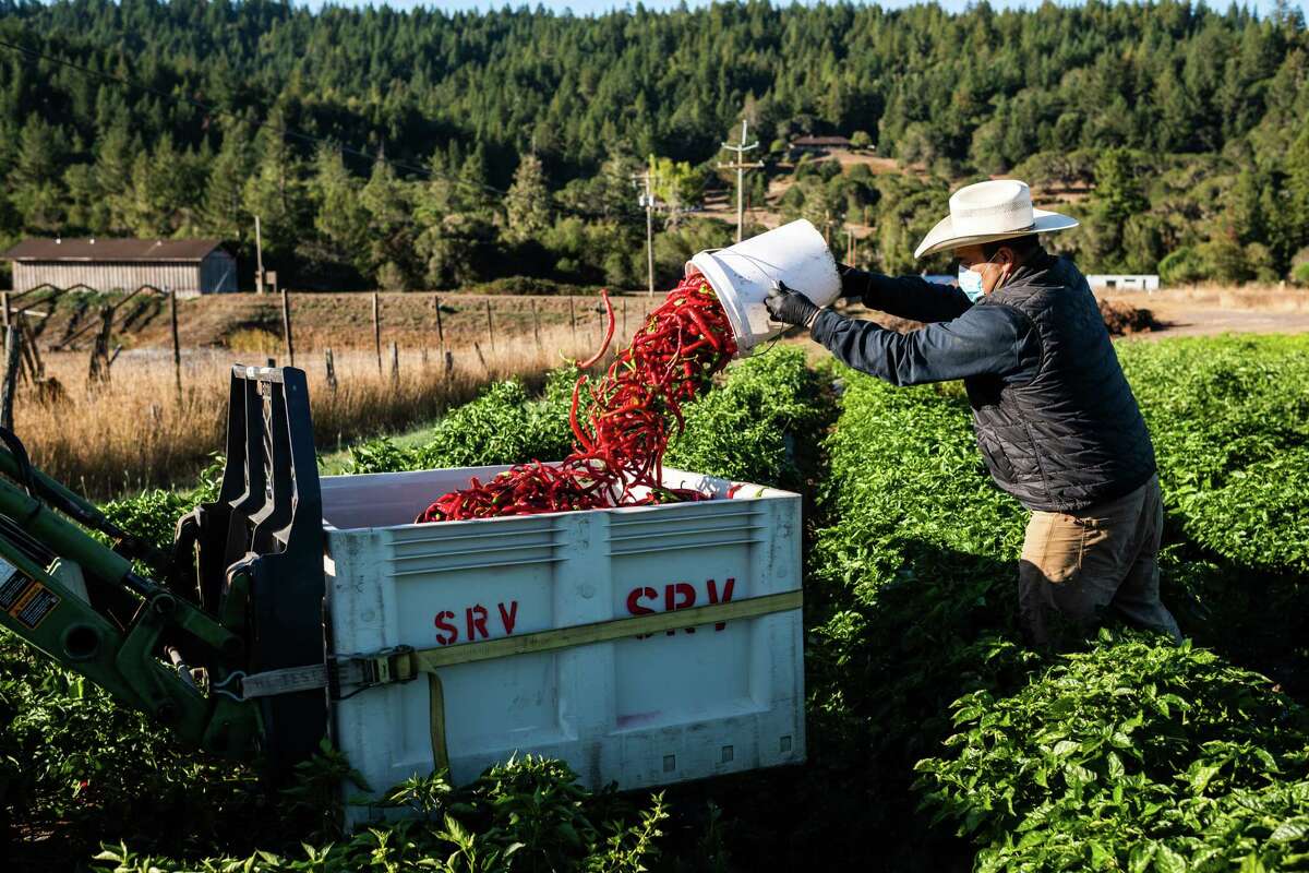 Boonville Barn Collective is on a quest to make California Espelette