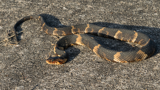 Houston area mom wrangles snake out of daughter s car