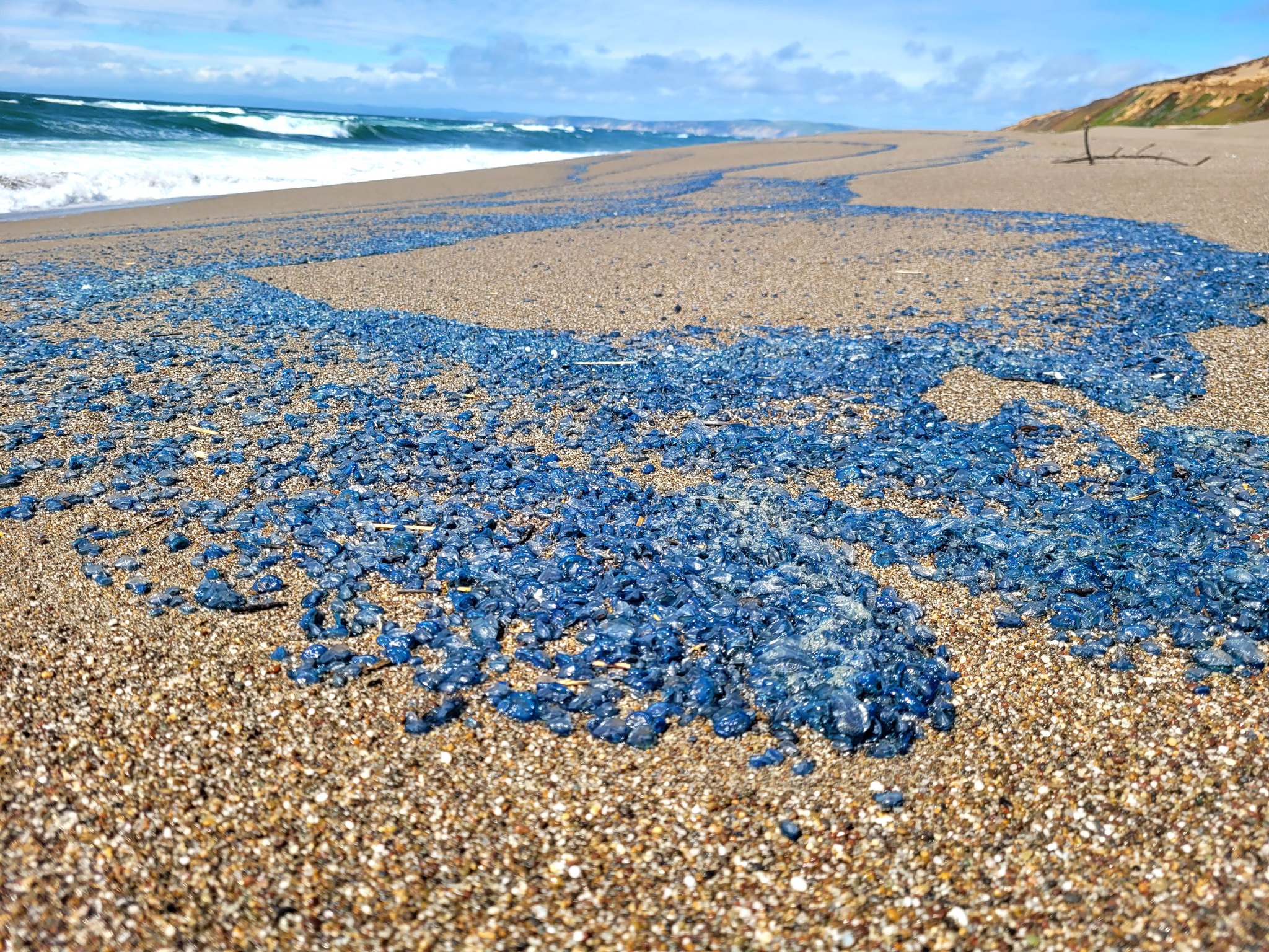 Thousands of unusual sea creatures are washing up along the California