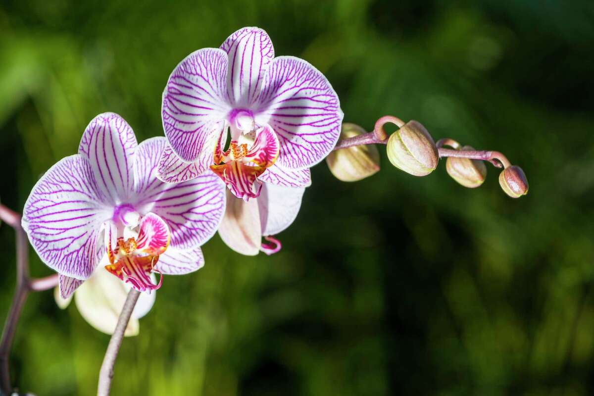 Caring for orchids is easy with the Texas A&M expert's tips