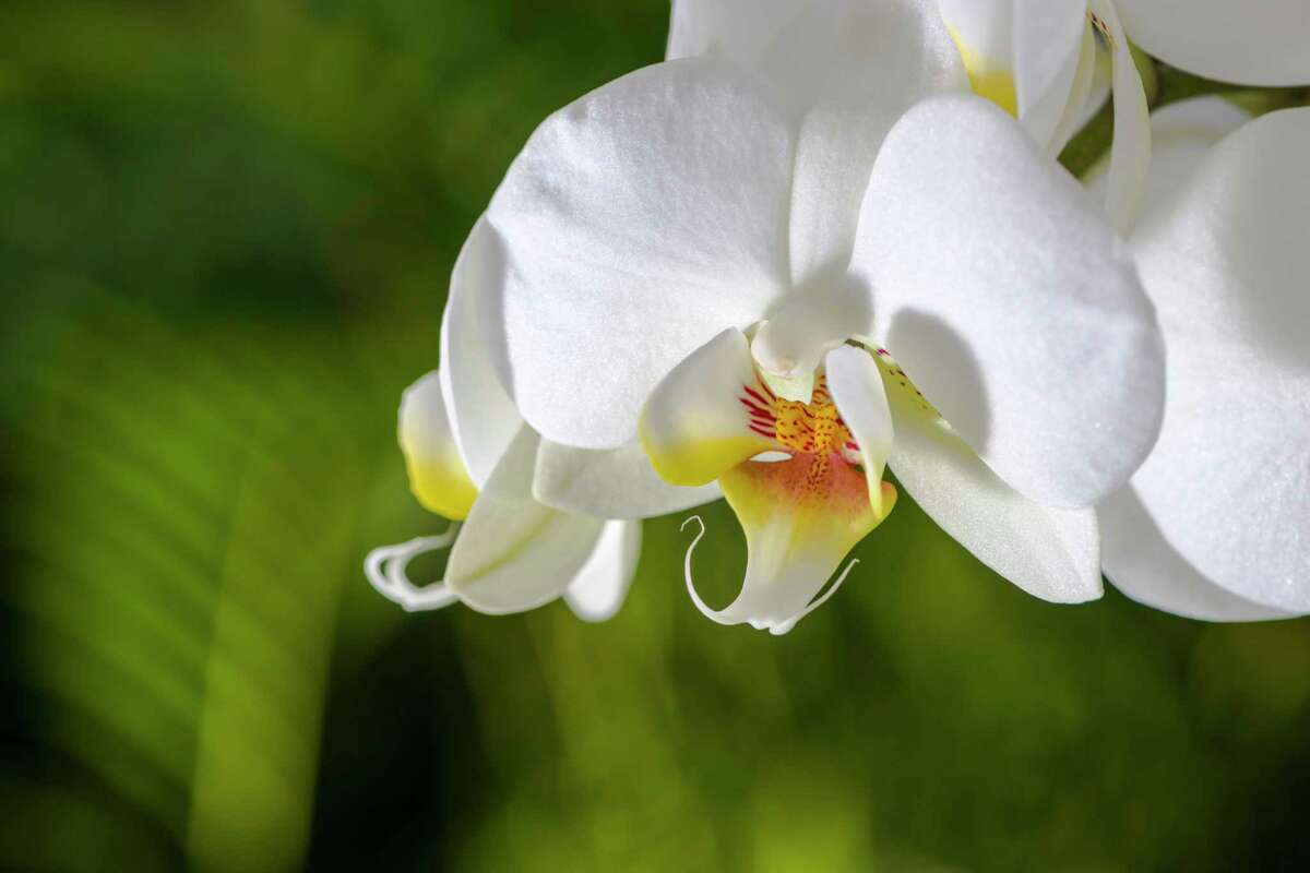 Caring for orchids is easy with the Texas A&M expert's tips