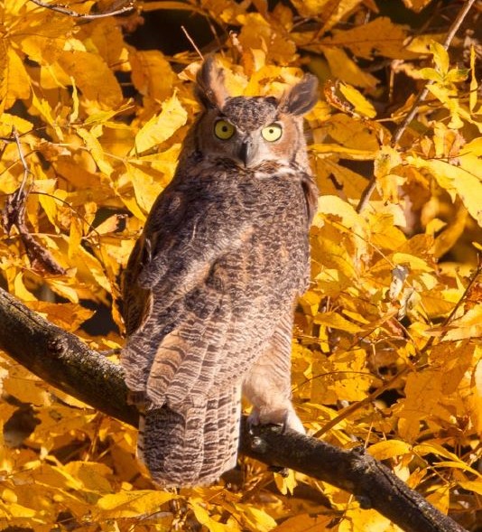 Barb Rogers of Wildlife Recovery Association praises great horned owl