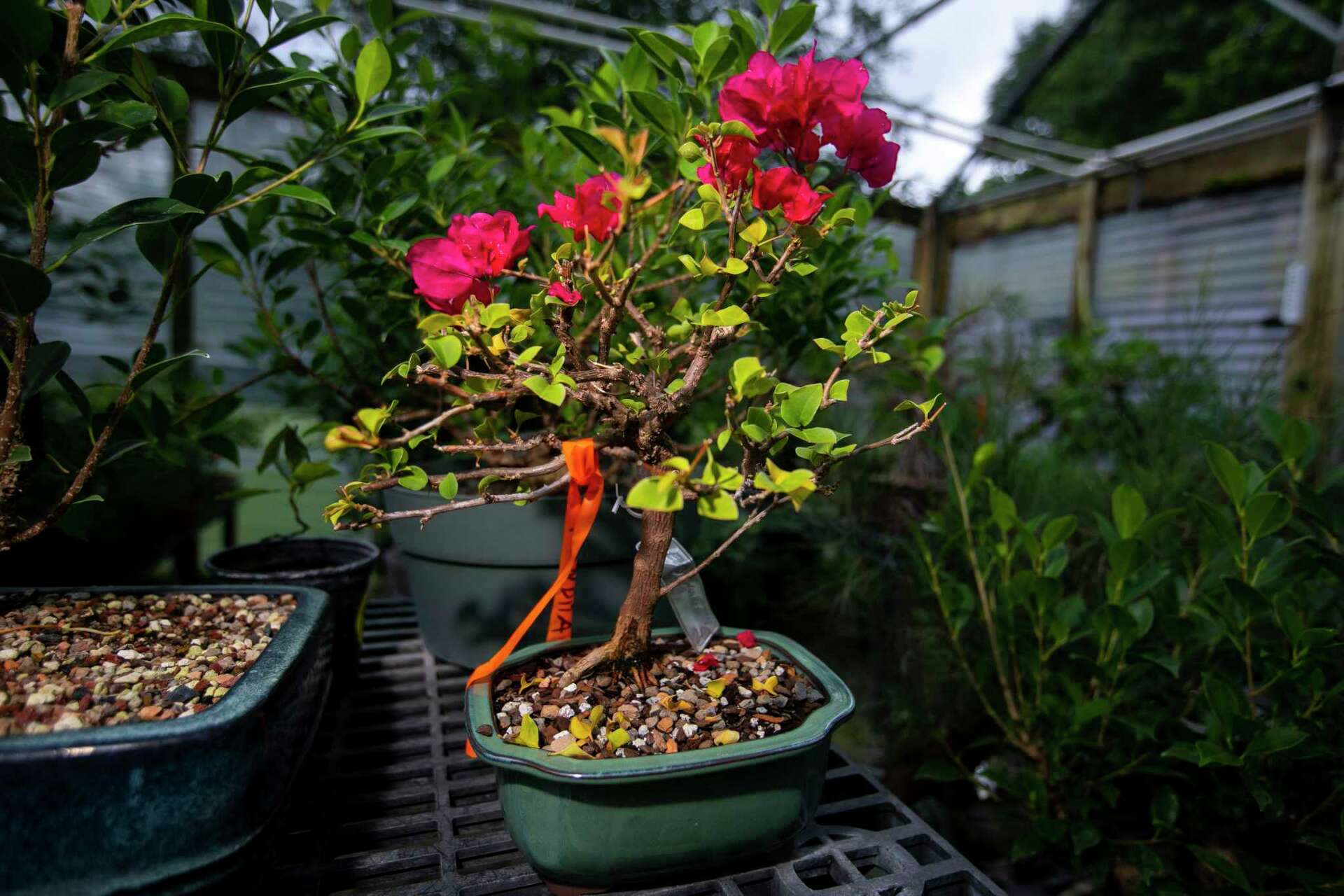 Read this before starting a new bonsai tree