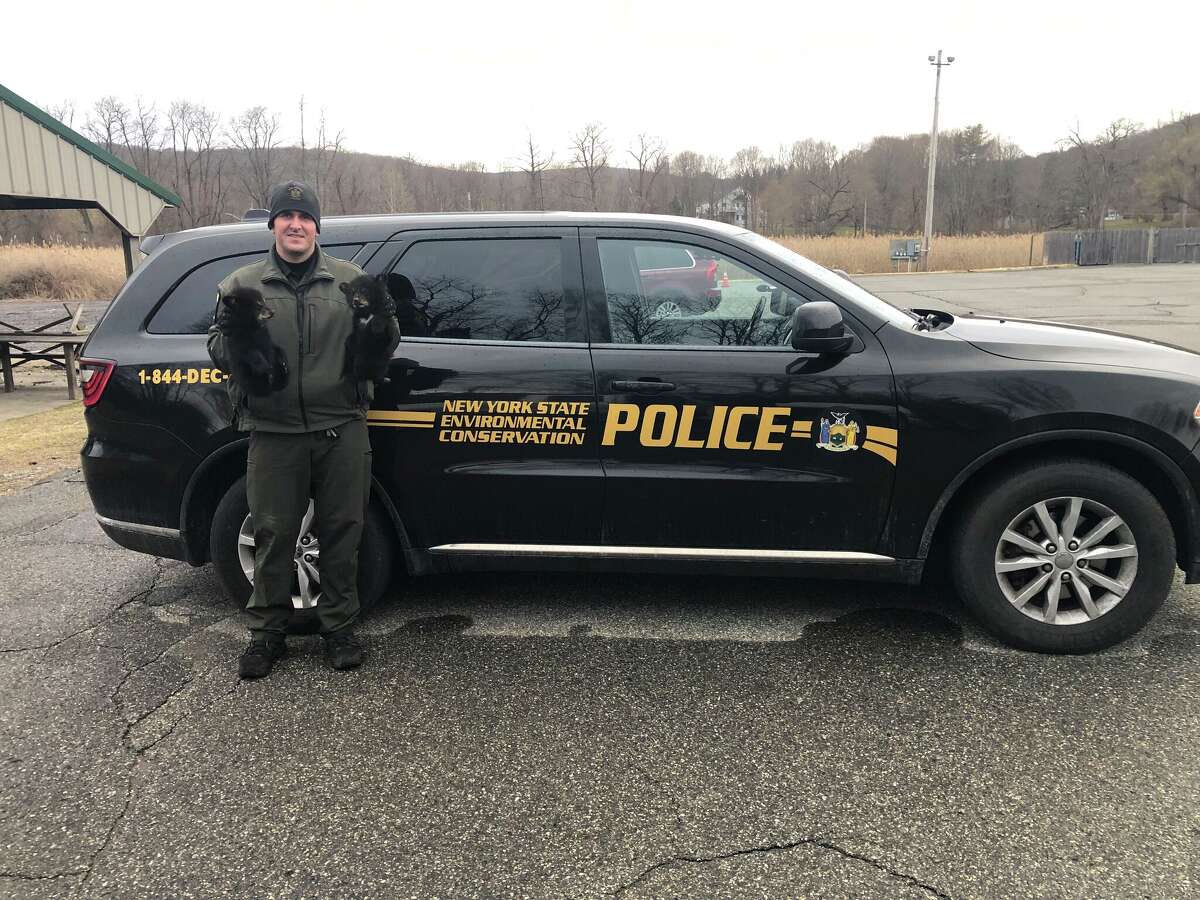 Orphaned black bear cubs saved near MetroNorth tracks in Pawling