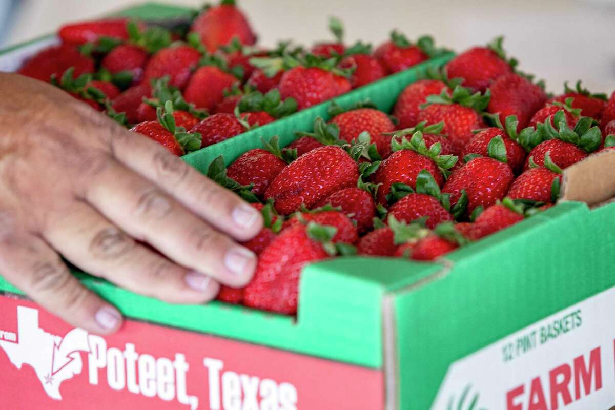 What to know about the Poteet Strawberry Festival this weekend