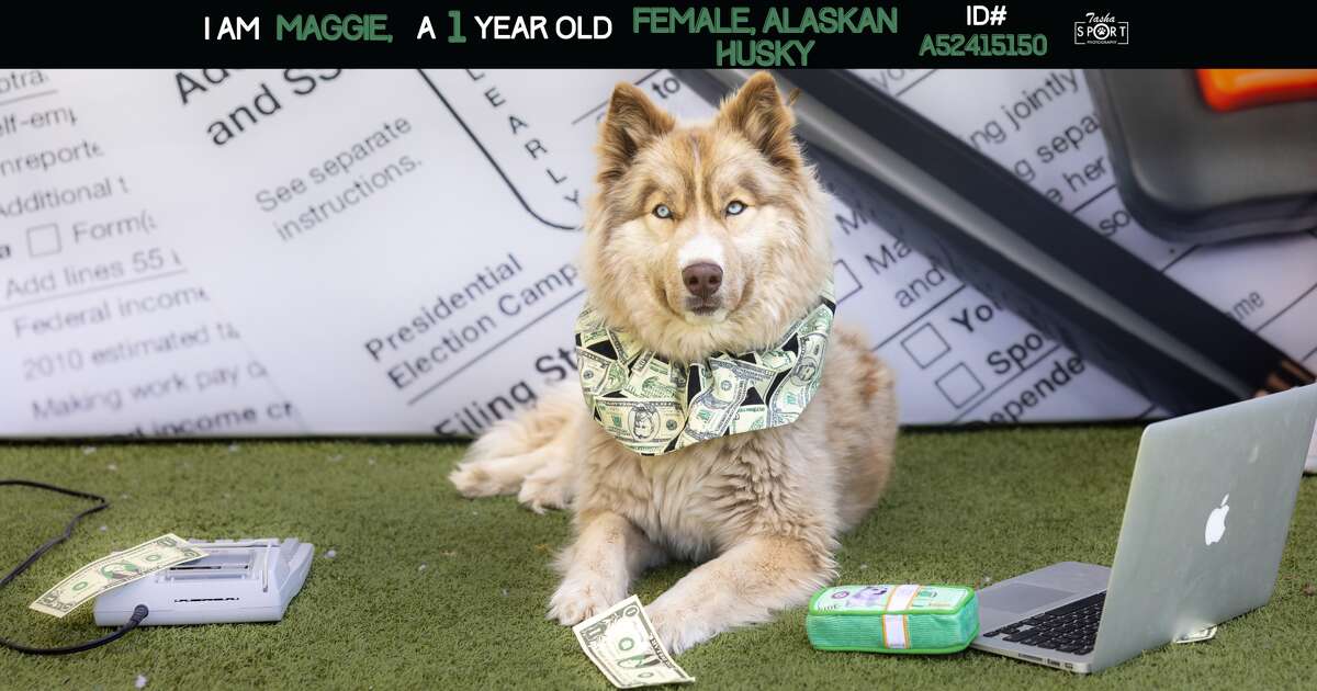 "Maggie" 1-year-old female Alaskan Husky. 