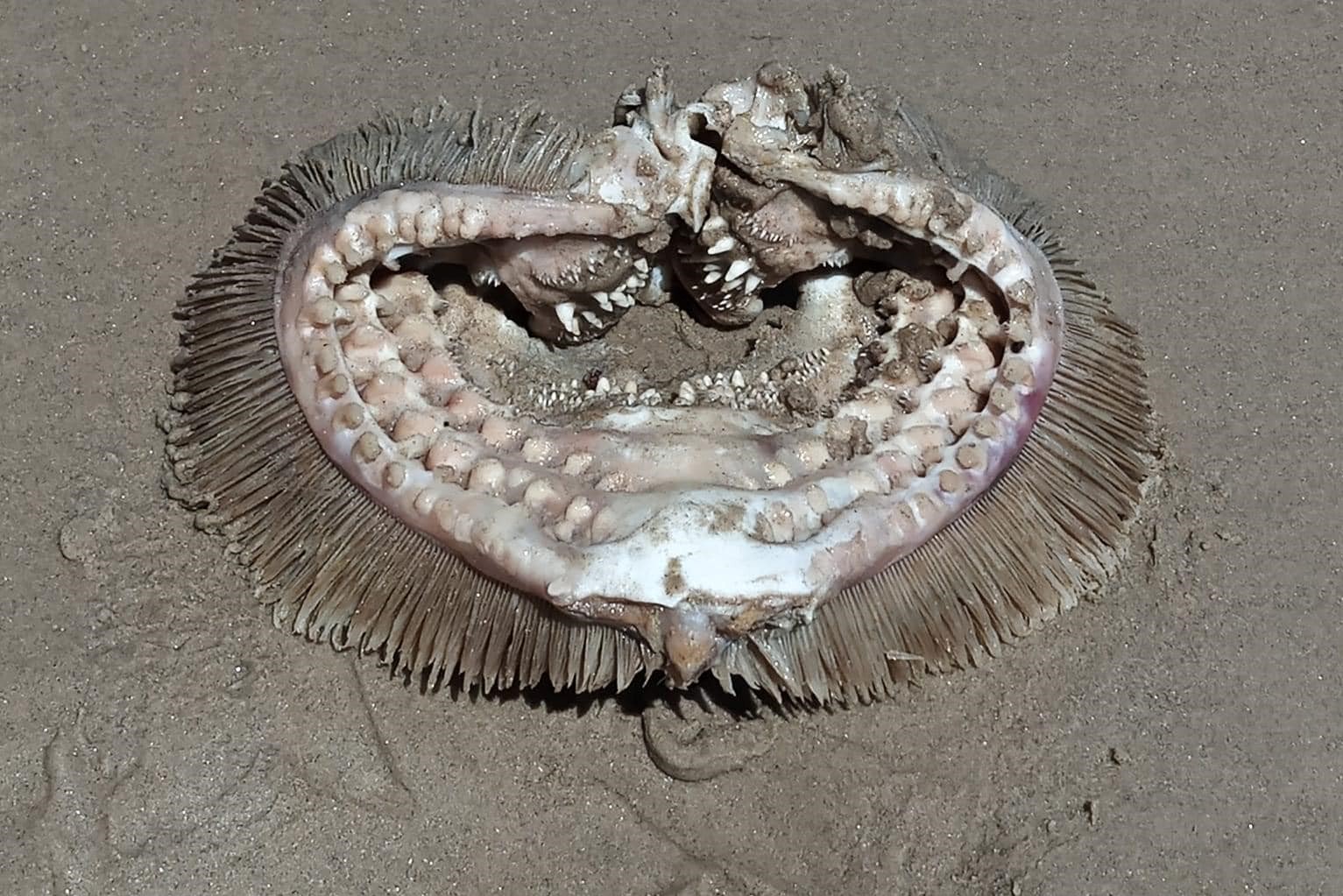 "Sea monster" washes up on Bolivar Beach northeast of Galveston