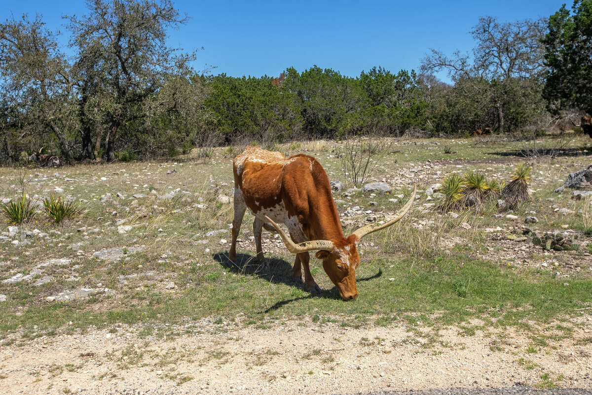 Y.O. Ranch Headquarters selling land in Kerr County