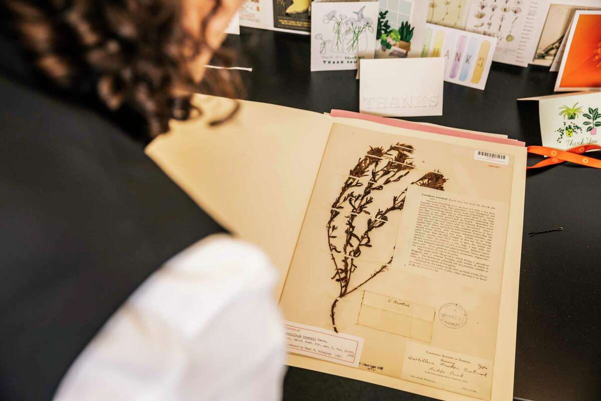 This 1906 earthquake hero saved the specimens that rebuilt Cal Academy