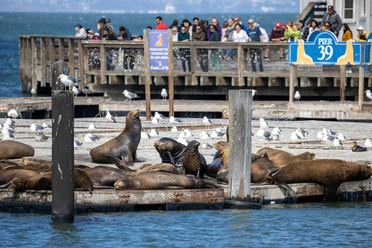 21 Best Things To Do In San Francisco With Kids