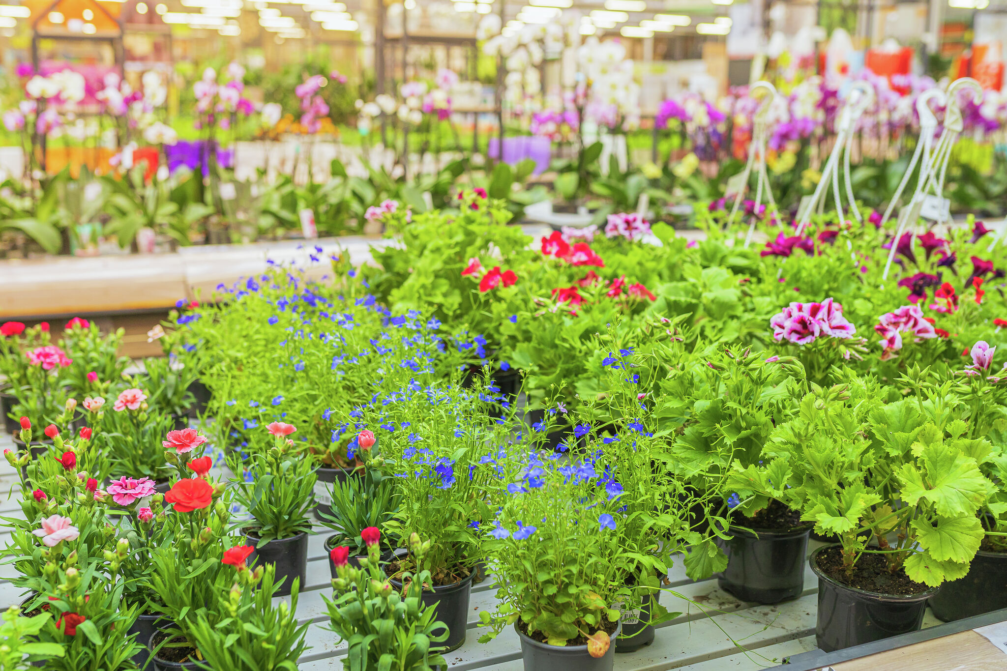 Jacksonville High School FFA holding annual plant sale - Vimarsana News